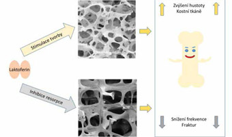 Laktoferin -Osteoporóza