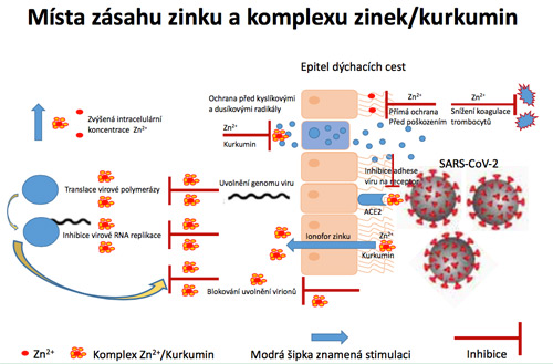 Zinek, ionofory zinku a infekce