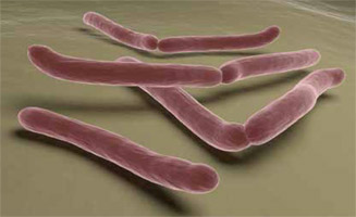 Bakterie Fusobacterium nucleatum